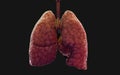 The humanÃ¢â¬â¢s lung and respiratory system.